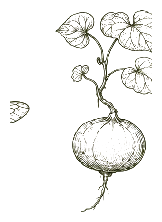 Ilustración botánica de Jícama