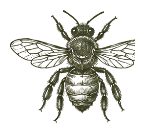 Ilustración botánica de Flora asociada a meliponas