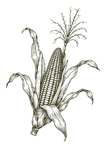 Ilustración botánica de Maíz nativo