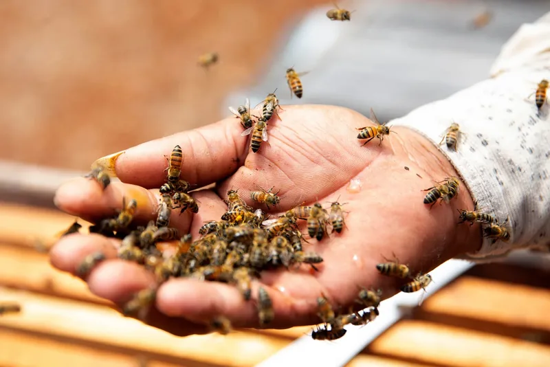 Abejas sobre la mano de una persona