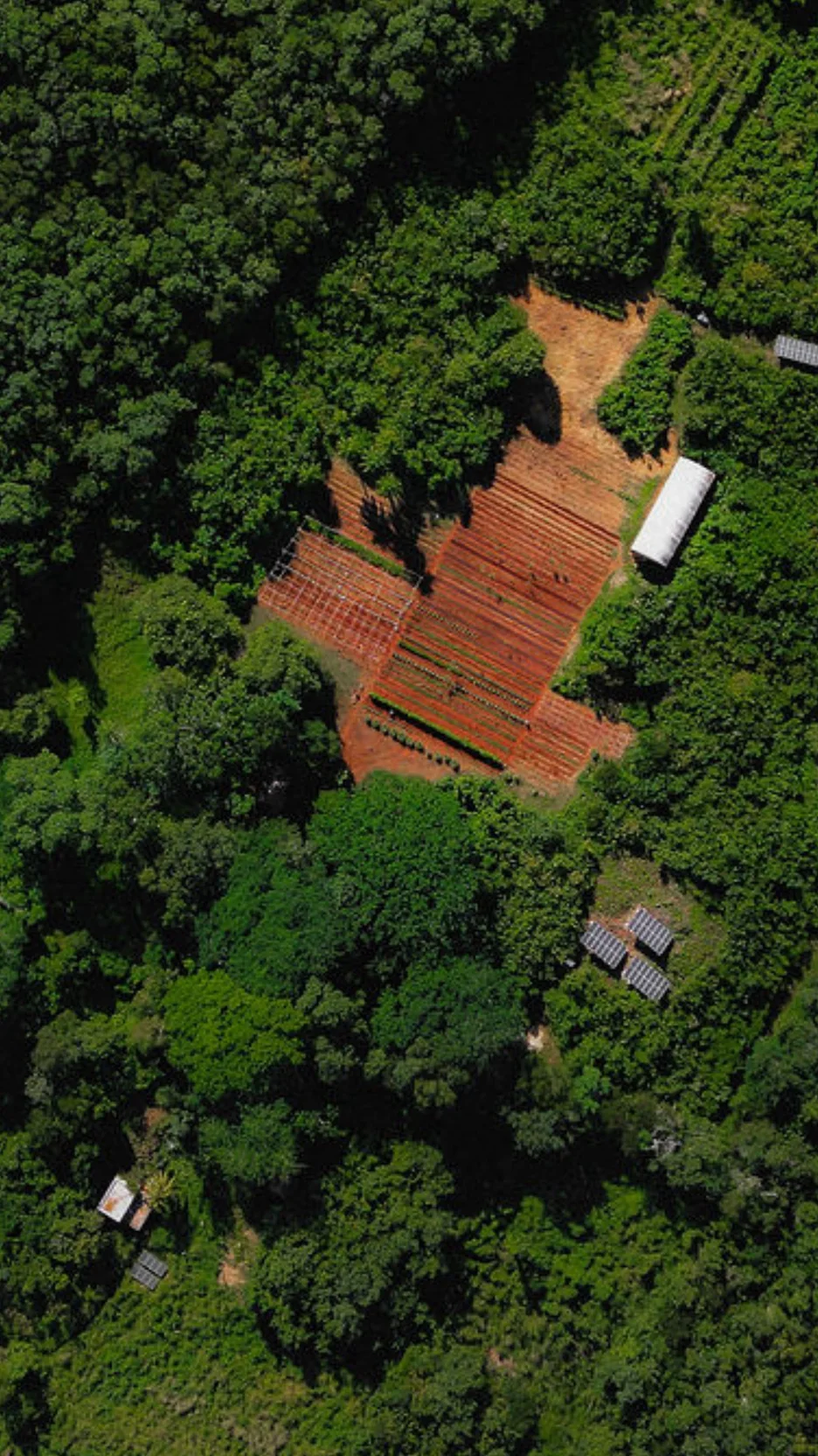 Vista aérea de parcelas cultivadas rodeadas por selva en San Pedro Chenchelá